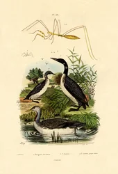 Insecte
